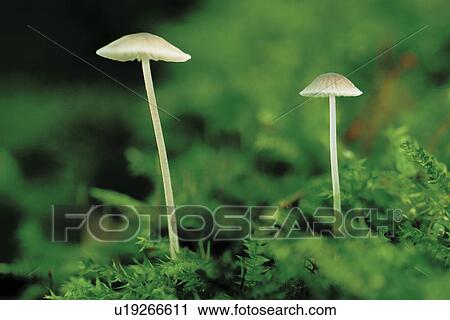 Two Mushrooms View Large Photo Image Stock Image - Two Mushrooms. Fotosearch