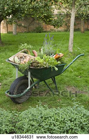 Wheelbarrow Full of Vegetables View Large Photo Image Stock Image - Wheelbarrow Full of Vegetables. Fotosearch
