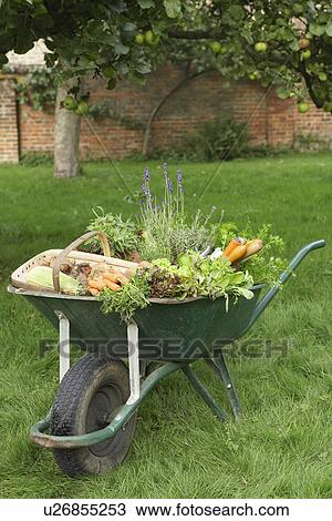 Stock Image - Wheelbarrow Full of Vegetables. Fotosearch