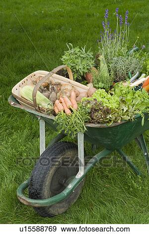 Stock Photo - Wheelbarrow Full of Vegetables. Fotosearch