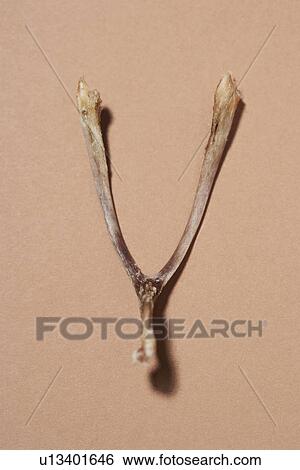 Stock Photograph - Wishbone. Fotosearch