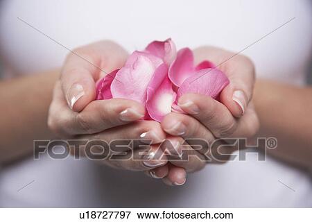 Woman cupping hands full of petals, mid section, close-up View Large Photo Image Stock Photo - Woman cupping hands full of petals, mid section, close-up. Fotosearch