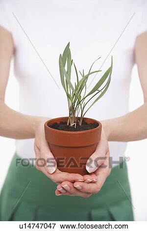 Woman Holding Potted Plant, mid section View Large Photo Image Stock Photo - Woman Holding Potted Plant, mid section. Fotosearch