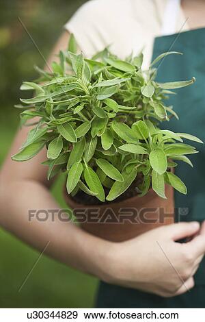 Stock Photo - Woman Holding Potted Plant. Fotosearch