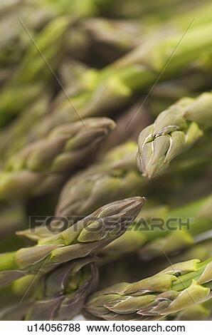 Asparagus, close-up View Large Photo Image Stock Photo - Asparagus, close-up. Fotosearch