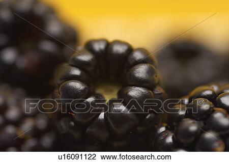 Blackberries, close-up View Large Photo Image Stock Image - Blackberries, close-up. Fotosearch