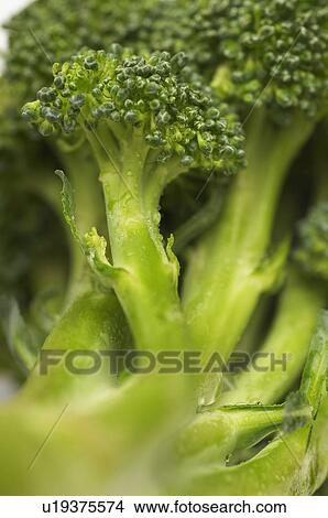 Broccoli, close-up View Large Photo Image Picture - Broccoli, close-up. Fotosearch