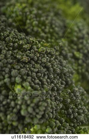 Broccoli, close-up View Large Photo Image Stock Image - Broccoli, close-up. Fotosearch