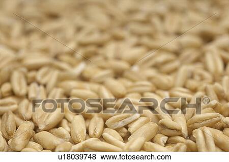 Stock Photo - Brown rice, close-up. Fotosearch