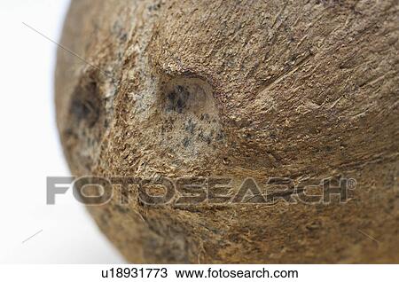 Stock Image - Close-up of coconut. Fotosearch