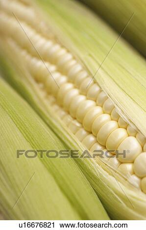 Corn on cob, close-up View Large Photo Image Stock Image - Corn on cob, close-up. Fotosearch