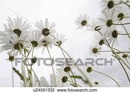 Stock Image - Field of Daisy flowers, low angle view, close up. Fotosearch