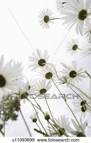 Stock Photo - Field of Daisy flowers, low angle view, close up. Fotosearch