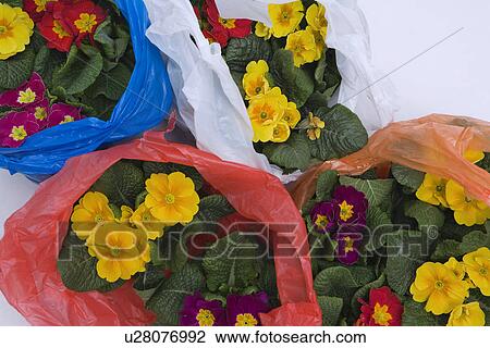 Flowers in plastic bags View Large Photo Image Stock Image - Flowers in plastic bags. Fotosearch