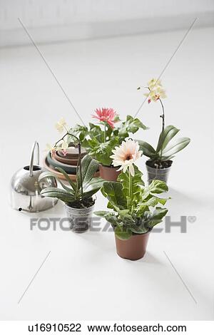 Four potted flowers and watering can on floor View Large Photo Image Stock Image - Four potted flowers and watering can on floor. Fotosearch