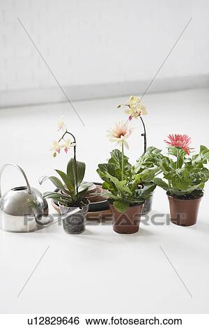 Stock Photograph - Four potted flowers and watering can on floor. Fotosearch