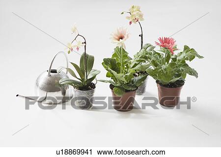 Four potted plants and watering can on floor View Large Photo Image Stock Image - Four potted plants and watering can on floor. Fotosearch