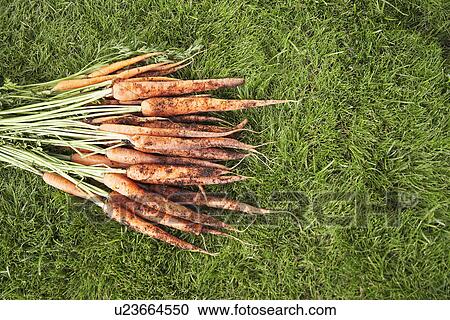 Freshly picked carrots on lawn View Large Photo Image Stock Image - Freshly picked carrots on lawn. Fotosearch