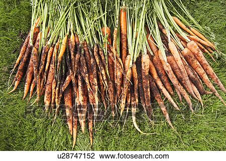 Freshly picked carrots on lawn View Large Photo Image Stock Image - Freshly picked carrots on lawn. Fotosearch