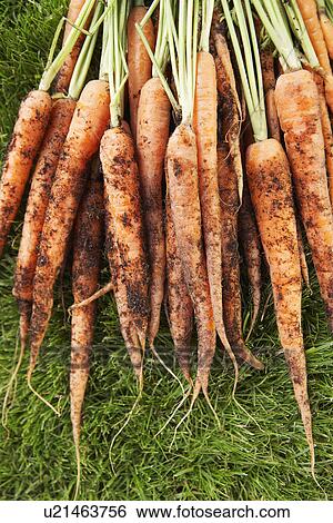Freshly picked carrots on lawn View Large Photo Image Stock Photograph - Freshly picked carrots on lawn. Fotosearch