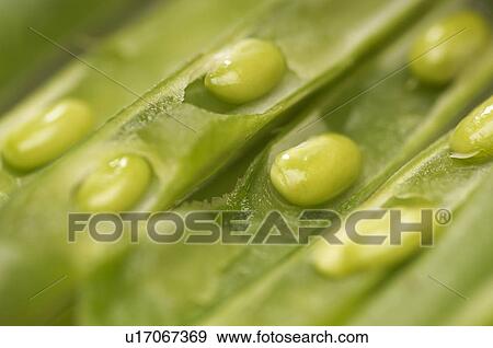Stock Photo - Green bean, close-up. Fotosearch