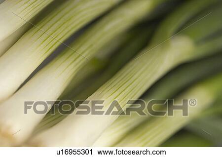 Leek, close-up View Large Photo Image Stock Image - Leek, close-up. Fotosearch