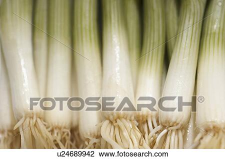 Leek, close-up View Large Photo Image Stock Image - Leek, close-up. Fotosearch