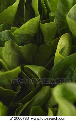 Lettuce, close-up View Large Photo Image Stock Image - Lettuce, close-up. Fotosearch