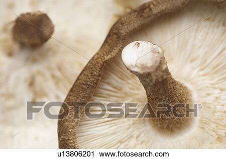 Mushroom, close-up View Large Photo Image Stock Image - Mushroom, close-up. Fotosearch