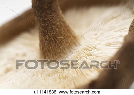 Mushroom, close-up View Large Photo Image Stock Photograph - Mushroom, close-up. Fotosearch