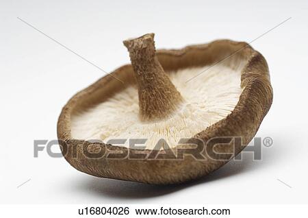Mushroom, close-up View Large Photo Image Stock Photograph - Mushroom, close-up. Fotosearch