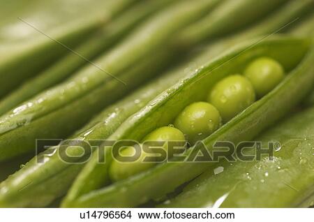 Peas in pod, close-up View Large Photo Image Picture - Peas in pod, close-up. Fotosearch