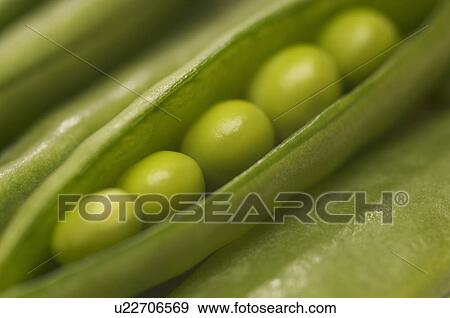 Peas in pod, close-up View Large Photo Image Stock Photo - Peas in pod, close-up. Fotosearch