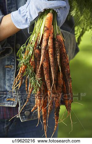 Person holding bunch of carrots outdoors, mid section View Large Photo Image Stock Photograph - Person holding bunch of carrots outdoors, mid section. Fotosearch