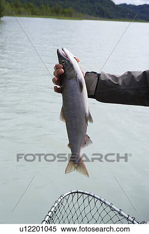 Stock Photography - Person holding fish over net by river. Fotosearch