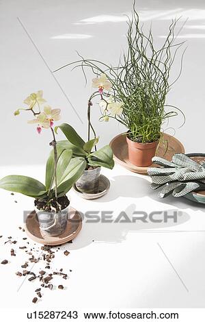 Stock Image - Potted flowers and gardening gloves on floor. Fotosearch