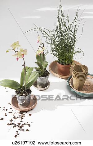 Stock Image - Potted flowers on floor. Fotosearch