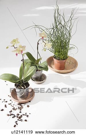 Stock Photo - Potted flowers on floor. Fotosearch