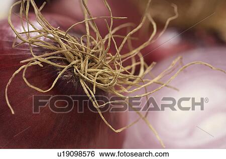 Stock Photograph - Red onion, close-up. Fotosearch