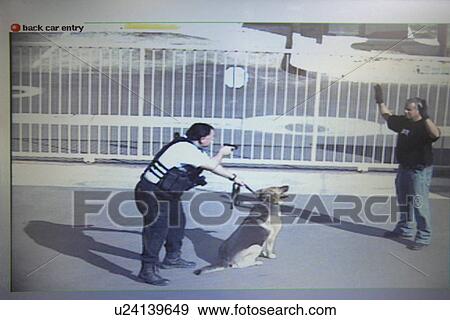 Security guard aiming with gun to thief at parking lot View Large Photo Image Stock Photo - Security guard aiming with gun to thief at parking lot. Fotosearch