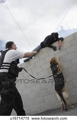 Stock Photography - Security guard with dog catching thief. Fotosearch