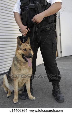Picture - Security guard with dog, low section. Fotosearch