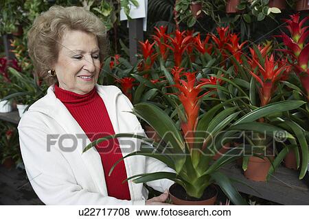 Stock Photo - Senior woman looking at flowers in garden center. Fotosearch
