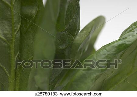 Spinach leaves, close-up View Large Photo Image Stock Image - Spinach leaves, close-up. Fotosearch