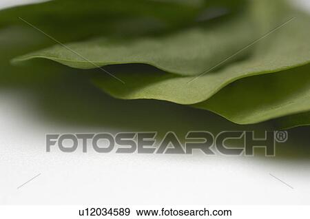 Stock Photo - Spinach leaves, close-up. Fotosearch