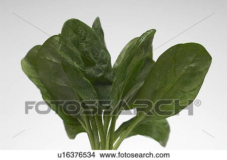 Picture - Spinach leaves. Fotosearch