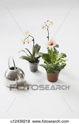 Stock Photo - Three potted flowers and watering can on floor. Fotosearch