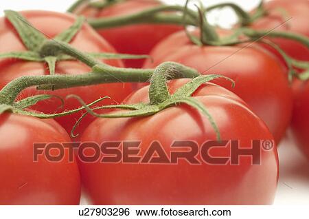 Tomatoes on stem, close-up, studio shot View Large Photo Image Stock Photograph - Tomatoes on stem, close-up, studio shot. Fotosearch