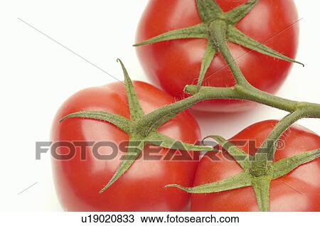 Stock Image - Tomatoes on vine on white background, close-up. Fotosearch
