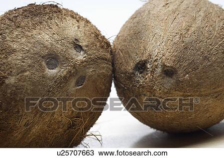 Two coconuts View Large Photo Image Stock Image - Two coconuts. Fotosearch